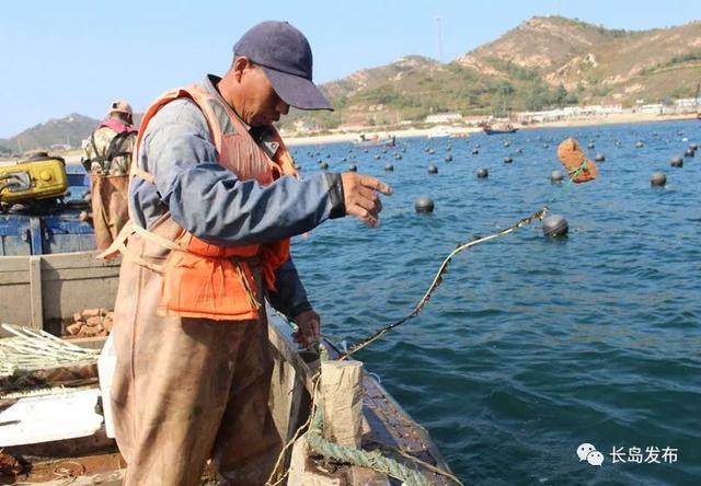 海带分苗抢农时，不误丰收好年景