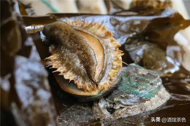 鲍鱼的生物学特性及绿色科学的人工养殖技术