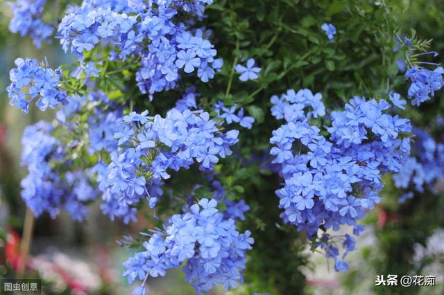 冬季养蓝雪花，注意这几点，来年轻松开爆盆，花开不断