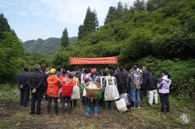 昭通威信：方竹产业绿了山头富了民