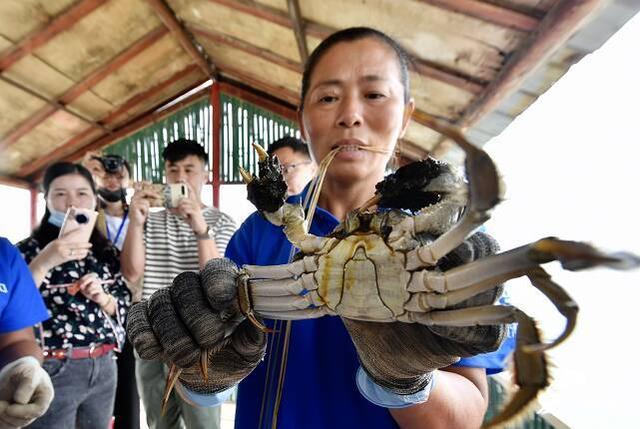 中国梦•黄河情｜技术改变生活！东营：专业化养殖让大闸蟹亩均效益翻两番