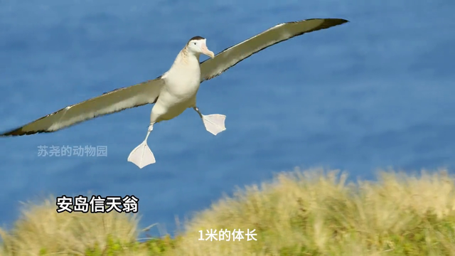 鸡遇鸡碍，花遇花败，雌鸟何时能掌控海棠？