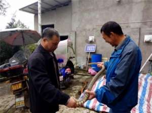 自贡野鸡养殖(瞄准特种养殖 拓宽致富渠道记雨城区合江镇太坪村谢开强的养蛇致富新路子)