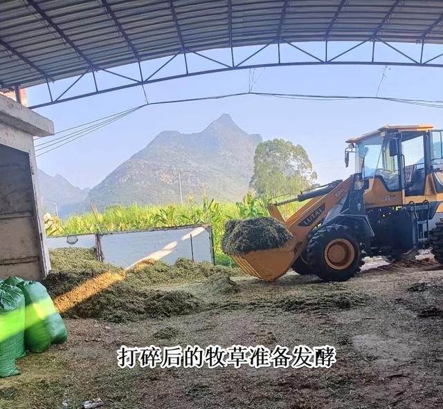 广西这个牛场运用发酵床与生物发酵技术，轻松解决养殖场各种问题