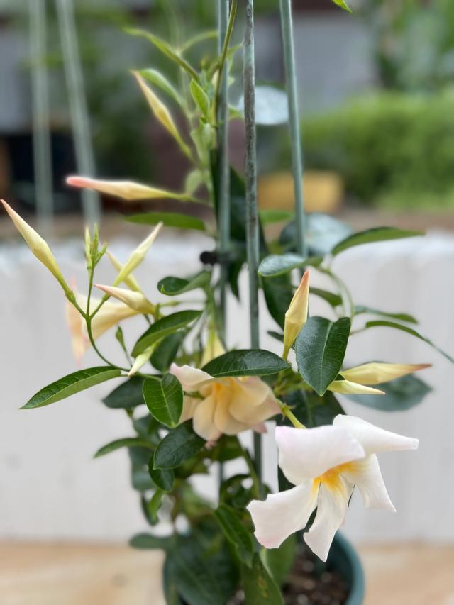 杏色双喜藤，网红植物的种植秘诀