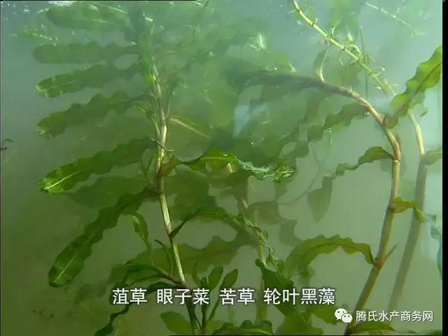 专业！小龙虾专家舒新亚教你有效避开小龙虾养殖中的“技术坑”！