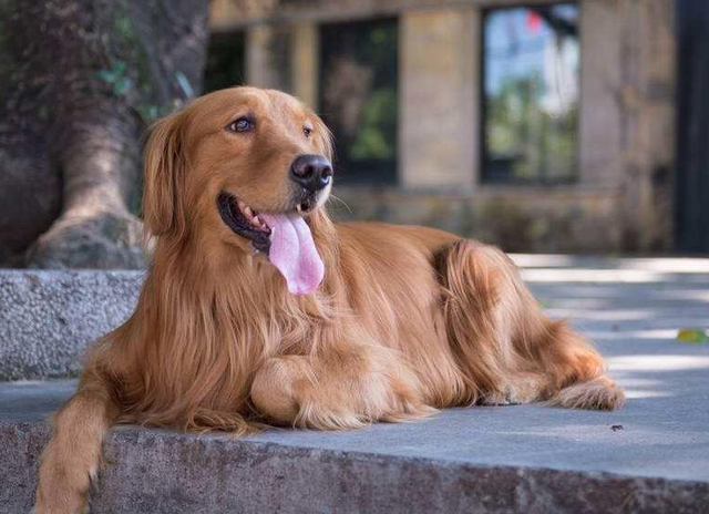 七条实用经验分享，让你更好地饲养金毛犬