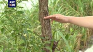 广东哪有鳄鱼养殖场(已捕获36条广东茂名一养殖场因内涝致部分鳄鱼出逃)