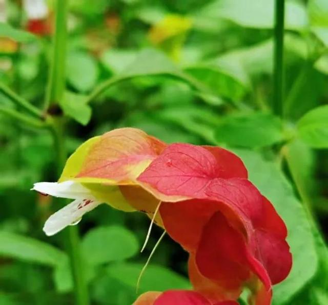 分享外形独特，花姿优美，色彩艳丽，层层叠叠的虾衣花