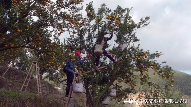 【农广天地】矮树上结出香甜的果、跨界才子养出善飞的鸭