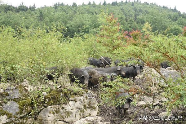 高原生态养殖衔接乡村振兴，畜牧业发展在农村发展中前景如何？