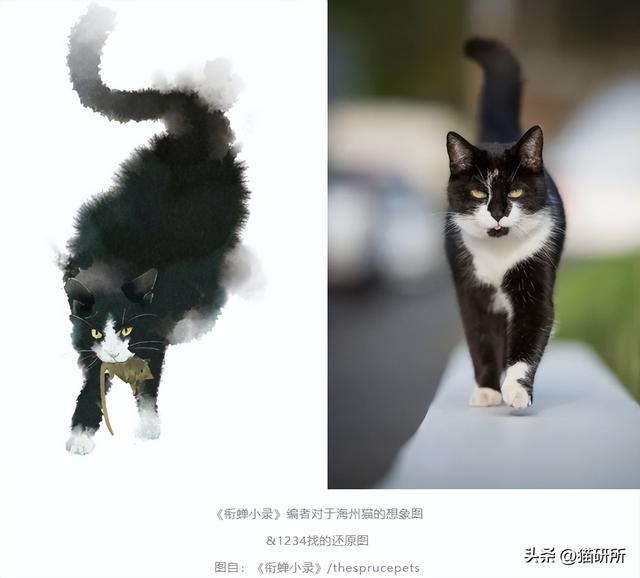 中华田园猫大起底！据说这种猫，天下第一...