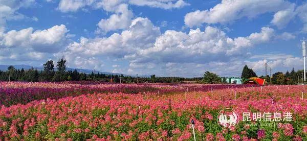 来花仙子花园，走进遍地鲜花的童话世界