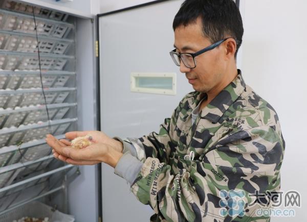 “领跑”蛋鸽养殖 鲁山县三山村建成83亩“双母蛋鸽”基地