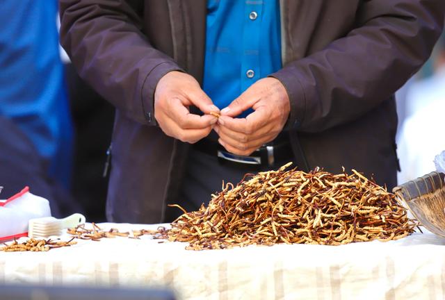 中国最大的冬虫夏草市场—西宁玖鹰虫草市场