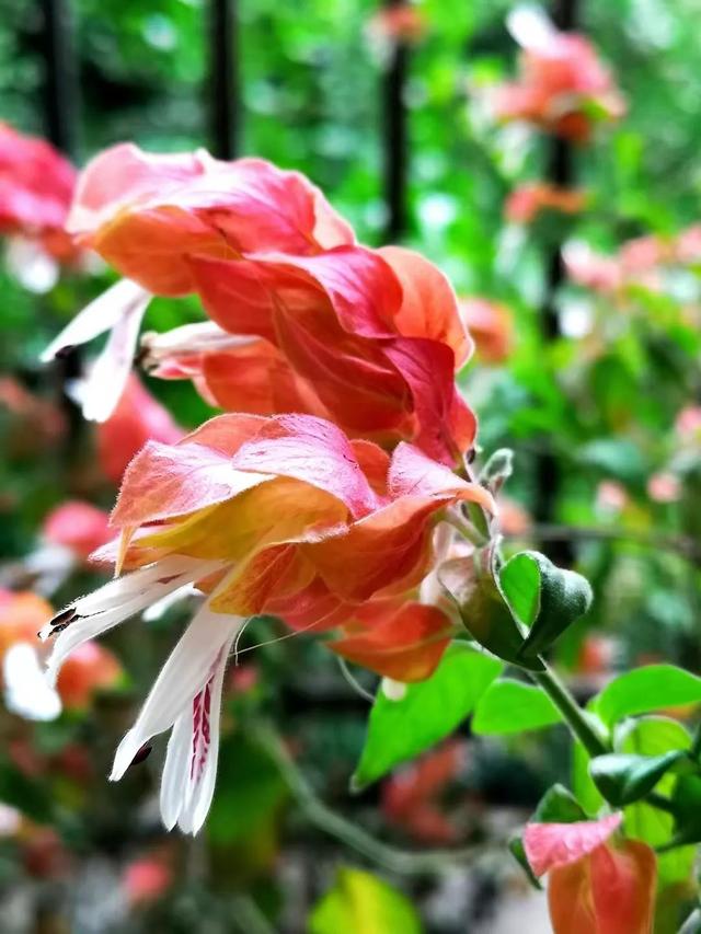 分享外形独特，花姿优美，色彩艳丽，层层叠叠的虾衣花