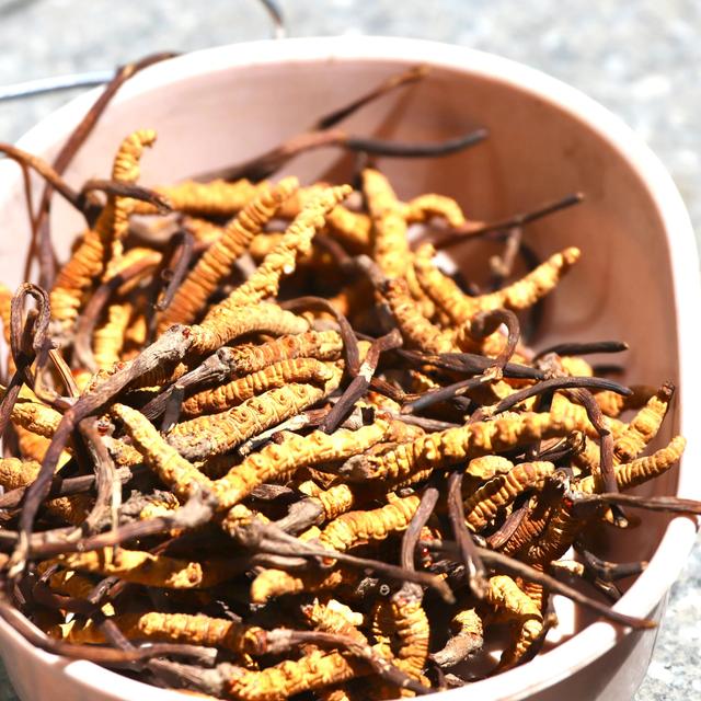 中国最大的冬虫夏草市场—西宁玖鹰虫草市场