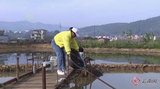 石屏：“稻蟹养殖”探索绿色生态农业发展新模式