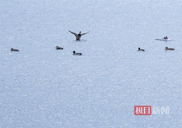 绿头鸭在武汉东湖“鸭丁兴旺”