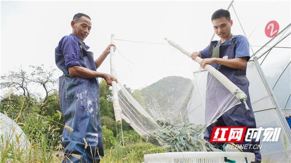 浏阳山里养出南美白对虾 一年四季都产虾