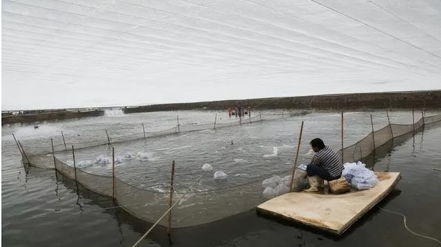 除了高位池、海水高密度养殖方式，对虾其实还有这6种养殖模式