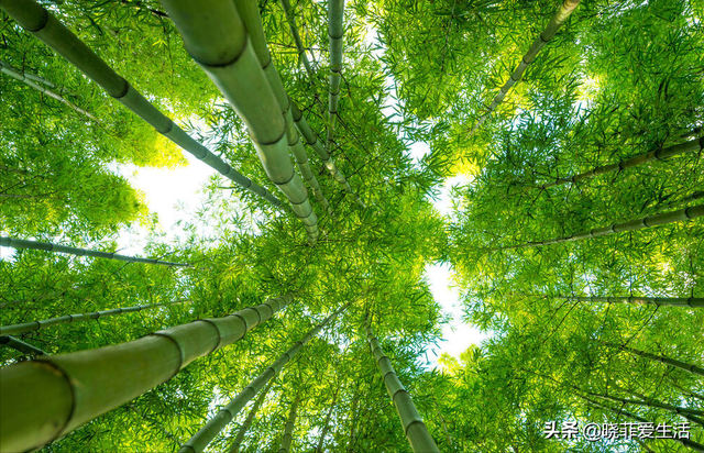 4种“财运竹”，养在客厅，富贵长寿“节节高升”