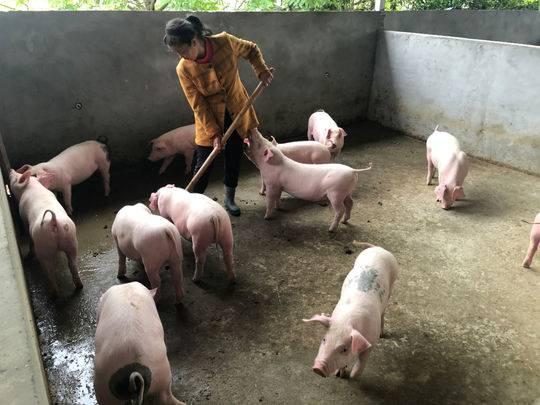 一个都不能少｜靠养猪脱贫尝到甜头 自贡自流井脱贫户建起养猪大棚年入10万元