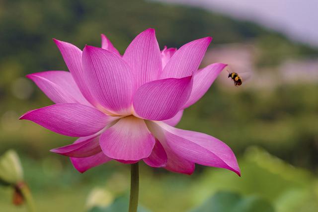 想要拍好花朵 这些细节你是需要知道 花卉拍摄技巧