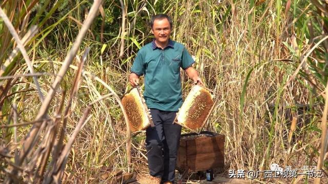 广西苍梧：“六堡茶”香飘千年 旺甫牛肉鲜四方