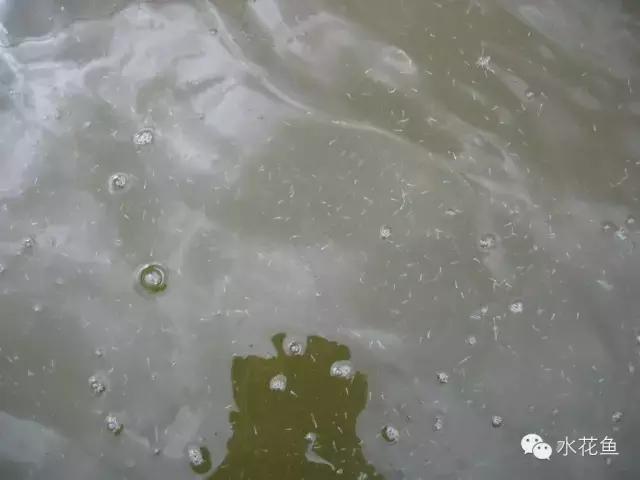 水产养殖遇到暴雨雷阵雨，缺氧浮头，水质恶化该如何应对