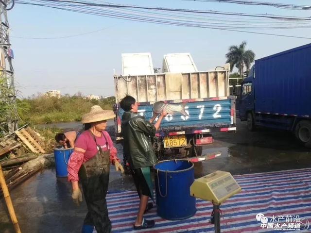 草鱼终于涨了！腌腊鱼拉动大鱼走俏