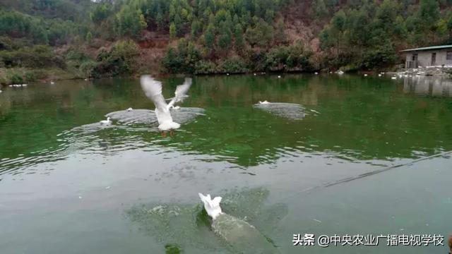 【农广天地】矮树上结出香甜的果、跨界才子养出善飞的鸭