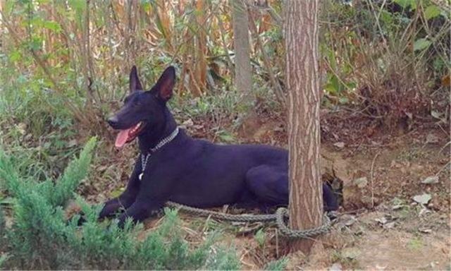 黑狼犬在饲养的过程当中应该注意的事项