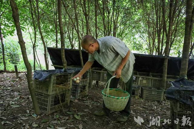 咸丰：土鸡认养唤醒“休眠”合作社