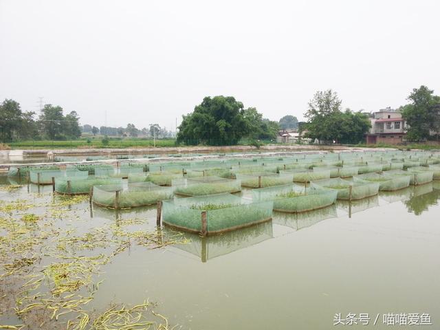 适合自己的才是最好的，养黄鳝也是这样！