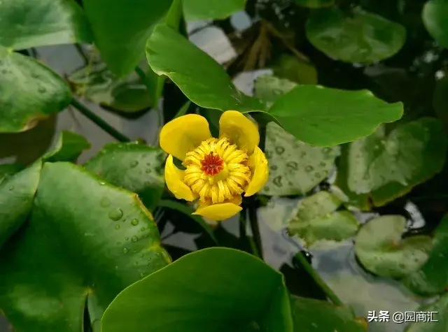 这8种水生植物，比盆栽花卉更好看且更好养