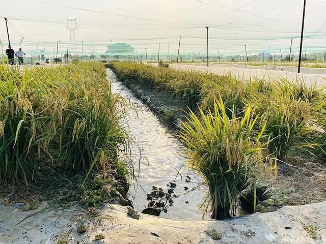 孝昌：“稻蛙共作”呱呱叫  生态种养有“钱”景