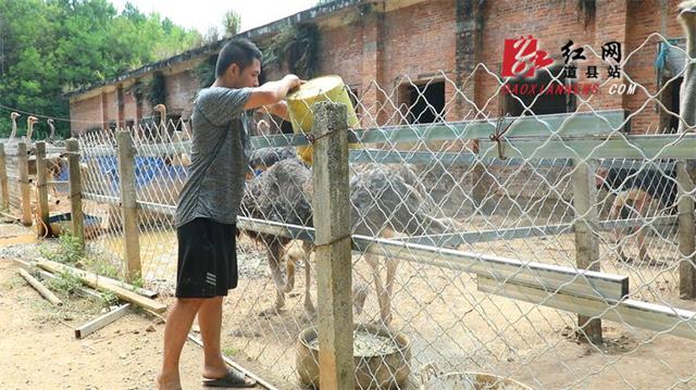 道县：特色鸵鸟养殖成致富增收新出路