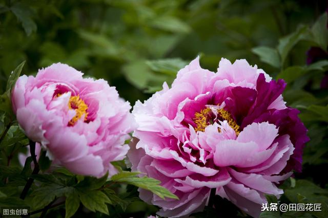 冬季牡丹花养护，做好这7点，才可以开花饱满！附催花方法