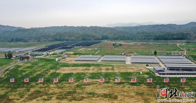 大山飞出“扶贫鸽”