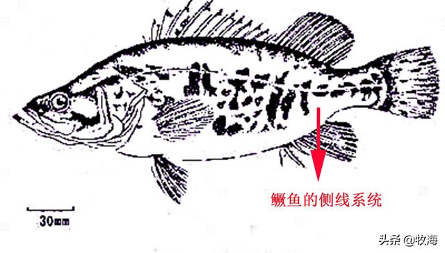 「名特水产」鳜鱼：从养成到育苗，这条鱼究竟贵在哪里？