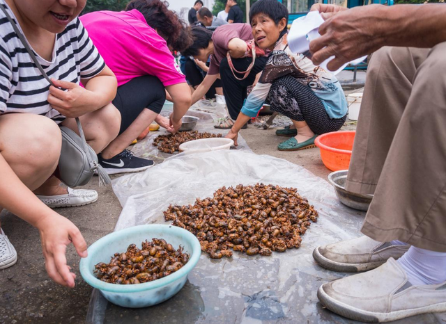 300亿只知了猴在美国泛滥成灾，我国当成美食，吃成“保护”动物