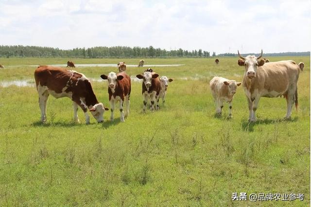 特稿丨盘点中国四大肉牛核心产区，各自都“牛”在哪？