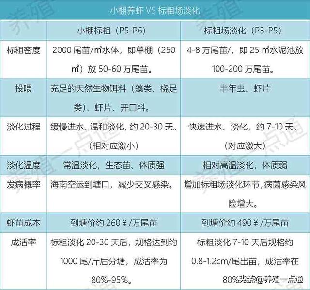 小棚养虾VS标粗场淡化对比：成活率高、体质强、成本低、来源可靠