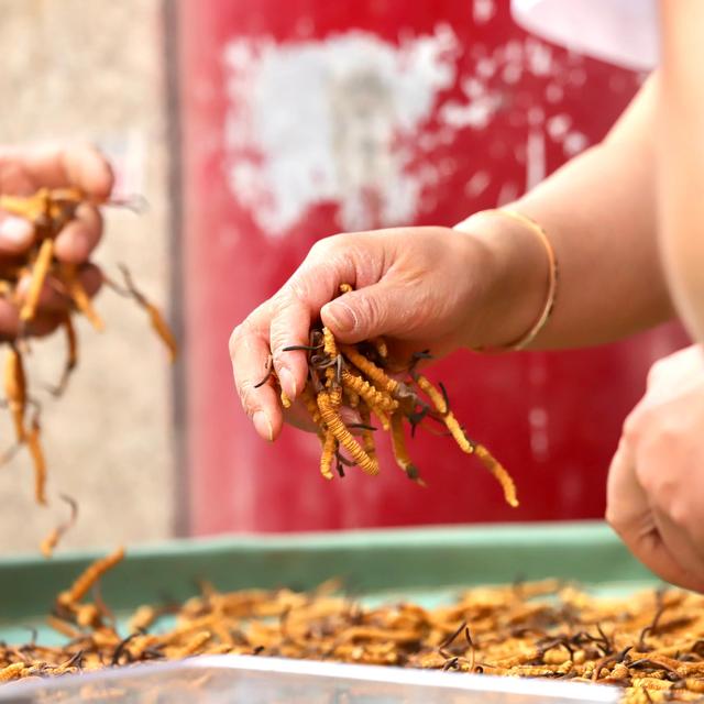 中国最大的冬虫夏草市场—西宁玖鹰虫草市场