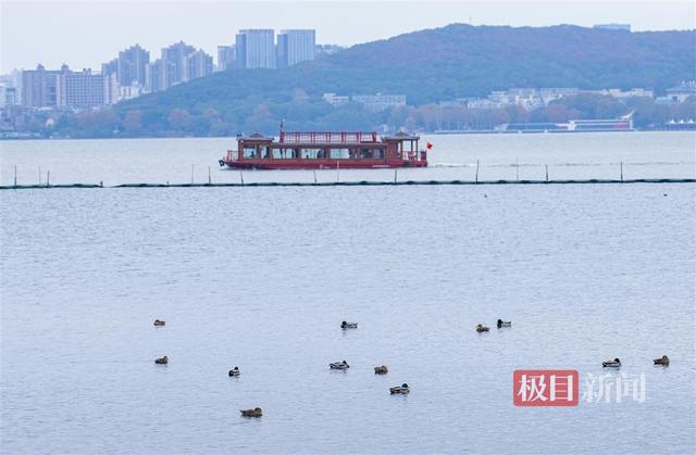 绿头鸭在武汉东湖“鸭丁兴旺”