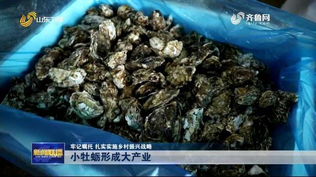 小牡蛎大产业 乳山通过科技创新和品牌建设年产牡蛎38万吨产值30亿元