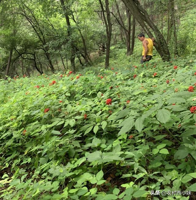 人参要怎么种？人工种植人参要求