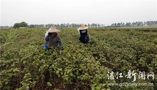 遂溪：打造地理标志品牌 拓宽脱贫致富之路