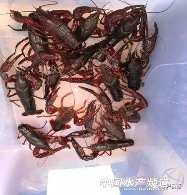 年消费量200万吨，小龙虾还有巨大的市场空间